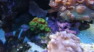 Green Lined Palythoa