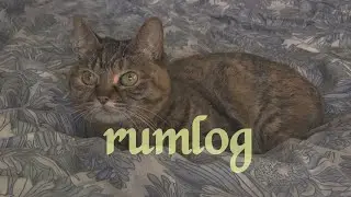 rumlog 猫がいる暮らし