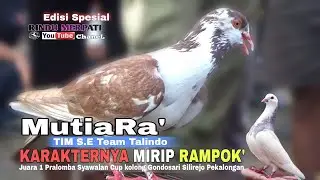 🔴BEST PERFOM MUTIARA ; HENTIKAN MERPATI- MERPATI UNGGULAN |Juara 1 Pralomba 1 Syawalan Cup Gondosari