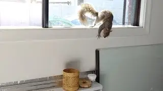 Squint the squirrel tries to get to the nut stash