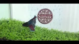 Samak Twin Tail #008mp4