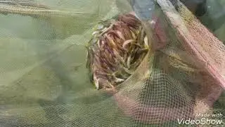 Golden Mahseer Tor putitora