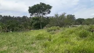 Reflorestamento Arvores Nativas Estado De São Paulo, Video 1