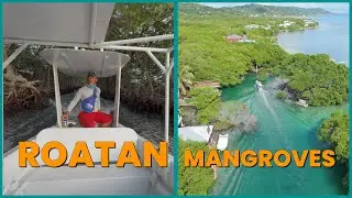 Roatan Mangroves Tour