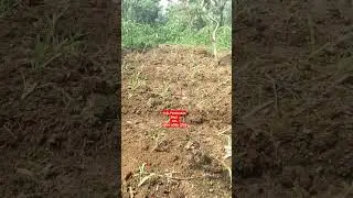 Pertumbuhan Rumput Odot Super Jumbo #odotsuper #rumput #bankpakan