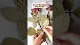 Preserve Your Roses Without Resin | Easy Way To Preserve Flowers Creativity Corner#shortvideo#shorts