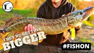 DEADBAITING FOR PIKE Part 2 Our first double figure pike of the season