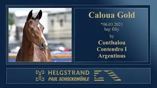 12 Caloua Gold by Conthalou - Contendro I - Argentinus