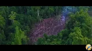 Kondisi Hutan Lindung Wosi Rendani | Save our forest