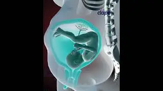 Struggling of Baby Inside the Womb (3D Animation)