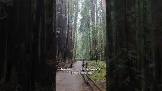 These trees started growing before Shakespeare was born 🌲 #travel #muirwoods #sanfrancisco