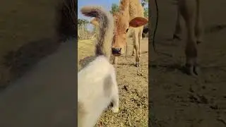#animals #cowes #farming #funny #cow #fart #sound #shortvideo