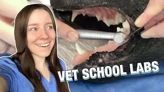 A PRODUCTIVE DAY IN VET SCHOOL: dentistry lab and studying for vet school midterms