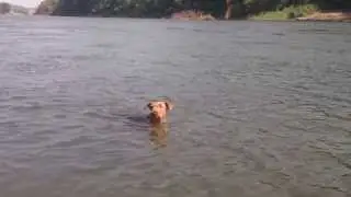 An airedale terrier is swimming!