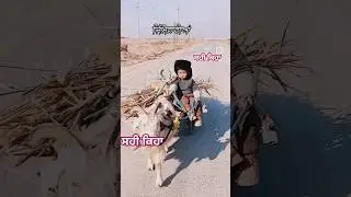 Jimadariya vigran nai dindiya sahi kya #viralvideo #trending #motivation #motivationalquotes