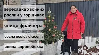 Зимова пересадка хвойних у горщиках. З прийдешнім новим роком!