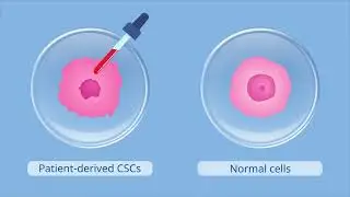 Regulators of DNA Replication Stress: Targets for Cancer Treatment