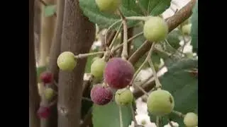 Phalsa (also known as Grewia asiatica or Sherbet Berry) is a&nbsp;tropical and subtropical fruit.