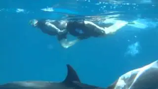 Urlaub in &Auml;gypten ist gleich SimSim Reisen & Schwimmen mit Delfinen in freier Natur ...