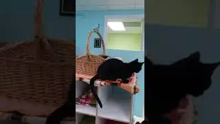 Beyond 9 Cat Rescue 2018