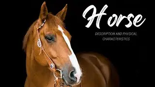 Horse (Description and Physical Characteristics)