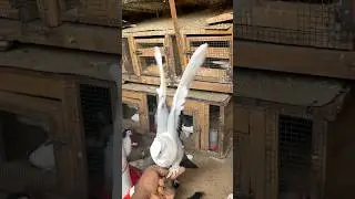 Cute pigeon slow motion #pigeon #racingpigeon #birds #bird
