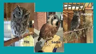 Raptors We Have Known