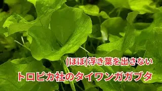 ボトルアクアリウムにもおすすめの「タイワンガガブタ」をご紹介！