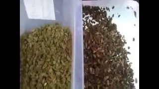 Raisin Sorting by the best sorter---Ancoo Selectora por color