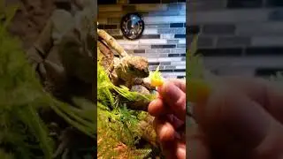 RHINO IGUANA ACHILLES EATING MANGO OUT OF MY HANDS #Shorts