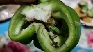 Insect in capsicum