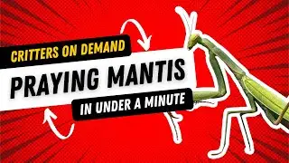 Critters On Demand: Praying Mantises in Under a Minute