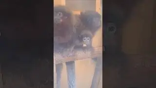 Baby Monkey - Coppery Titi Family