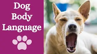 Signs of stress in dogs: understanding them