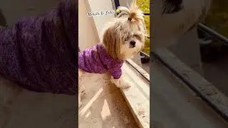 🐾🤩 #funny #realbond #ytshorts #cute #cute #shihtzu #love #subscribe #pets#ladai#waiting#feedshorts