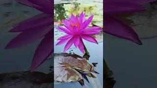 Nymphaea Detective Erika - Німфея Детектив Еріка #nymphea  #flowers