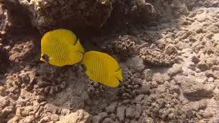 T-2 #maskenfalterfisch #chaetodonsemilarvatus  #maskedbutterflyfish  #риф  #кораллы