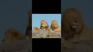 🦁🦁🦁 🦁King Faisal 🦁Saddam  Hussain!     🦁 Muammar Gaddafi #video #viral #school #iran