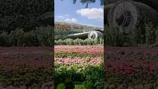Miracle Garden Emirates Airplane Design #flowers #garden #landscape # #shorts @dubaimiraclegarden
