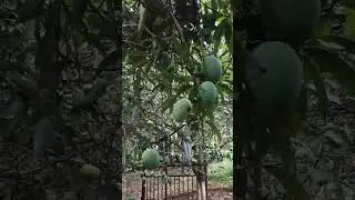 fresh mango's