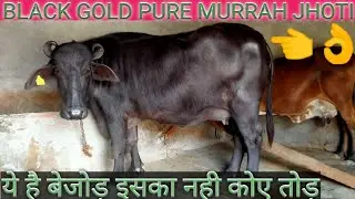 FARMER_HOME TOP Quality murra Jhoti FOR _SALE phone number 9812135617#7988298253