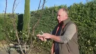 🍎 Comment tailler un pommier, poirier ou cognassier pour une belle récolte ? 🍐