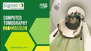 CT scanning your lambs to increase the accuracy of Estimated Breeding Values
