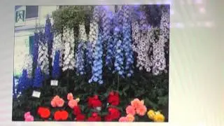 ДФ В Н Калгин Chelsea Flower Show 2014