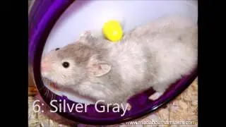 Top ten prettiest hamster fur types and patterns!!