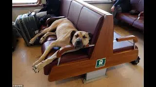 Commuters' best friend: Boji the dog, who loves to travel 20 miles a day on buses, subways and even