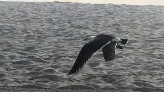 Heermann&rsquo;s Gull