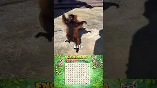 &ldquo;Este l&eacute;mur levant&oacute; sus patas al sol y encontr&oacute; la felicidad&rdquo; 🐒#shorts #shortfeed