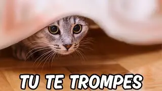 Ce comportement de ton chat n&rsquo;est PAS innocent (il est en d&eacute;tresse)