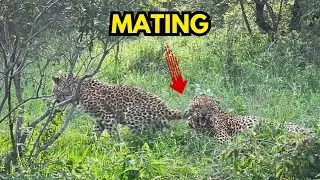 When The Female Leopard Gets Angry Because The Male Leopard Is Indifferent